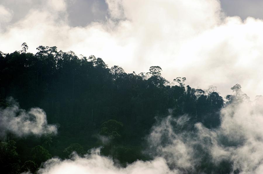 Rainforest Photograph by Louise Murray/science Photo Library