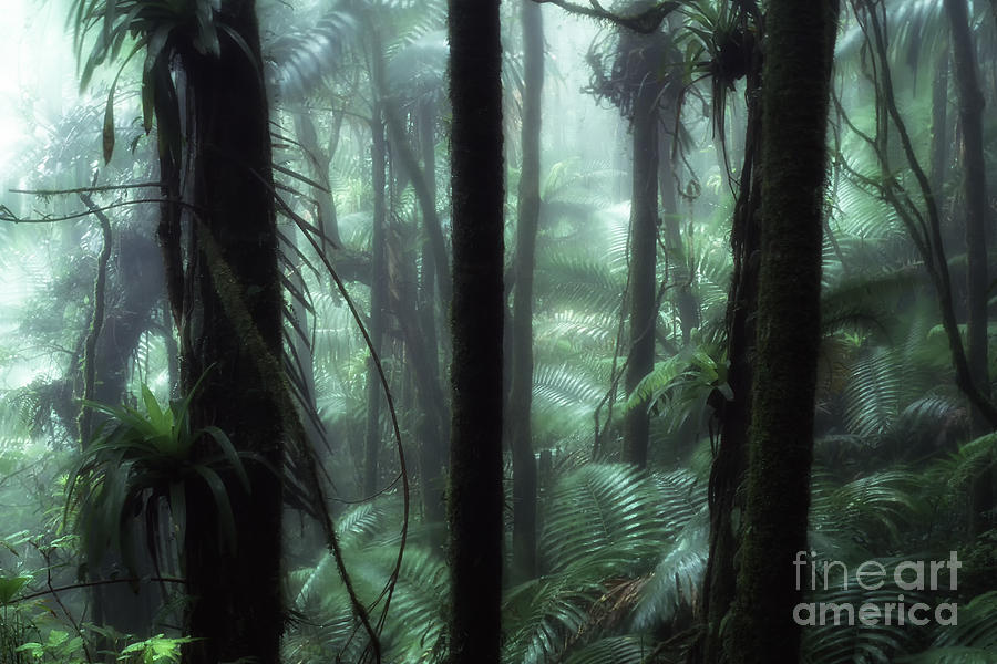 Rainforest Mist Photograph by Thomas R Fletcher