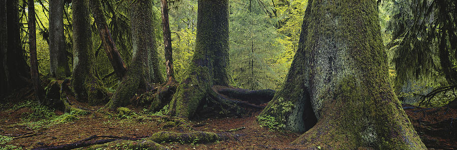 Olympic National Park Photograph - Rainforest Nurse Log by Joseph Sohm