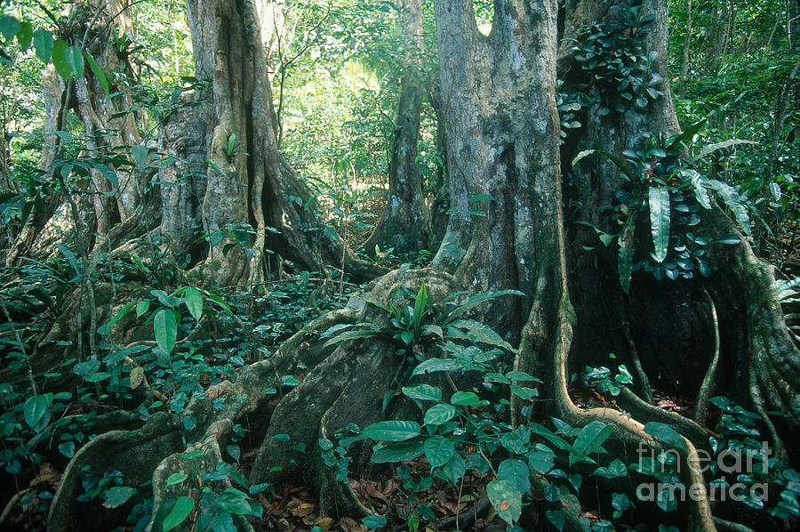 Rainforest On Dominica Photograph by Farrell Grehan