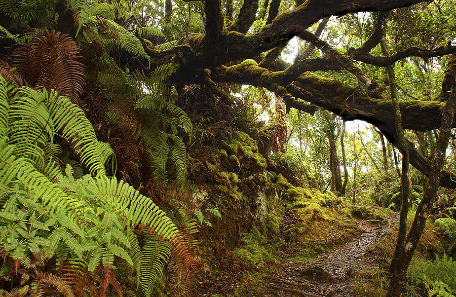 Rainforest On The Island Of Kauai Photograph by Kenneth Murray - Fine ...