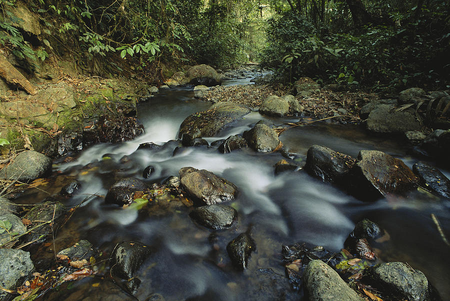 Rainforest River, Panama Photograph by Gary Retherford