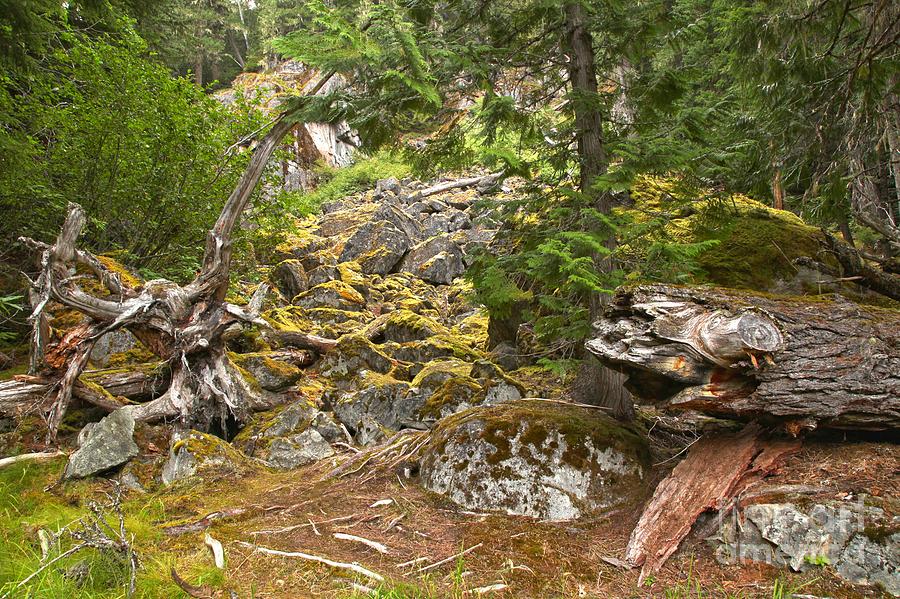 Rainforest Rock Slide Photograph by Adam Jewell