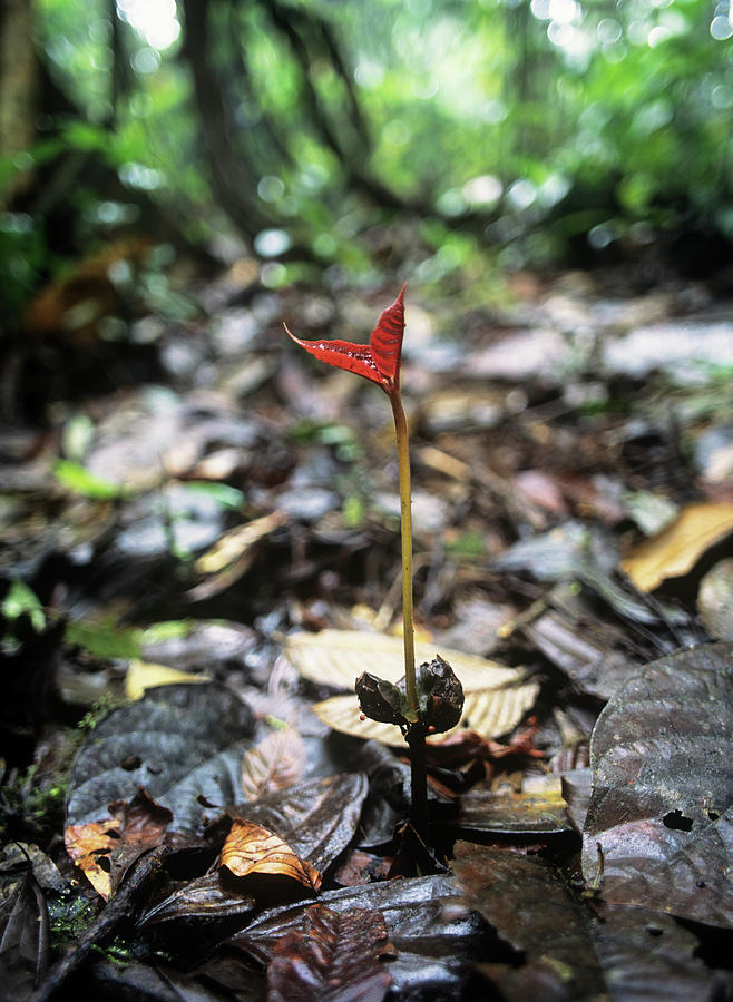 Rainforest Sapling Photograph by Dr Morley Read/science Photo Library