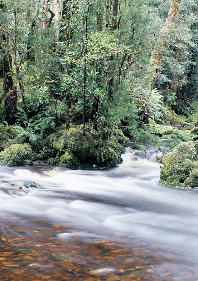 Rainforest Stream Photograph by Alex Bartel/science Photo Library