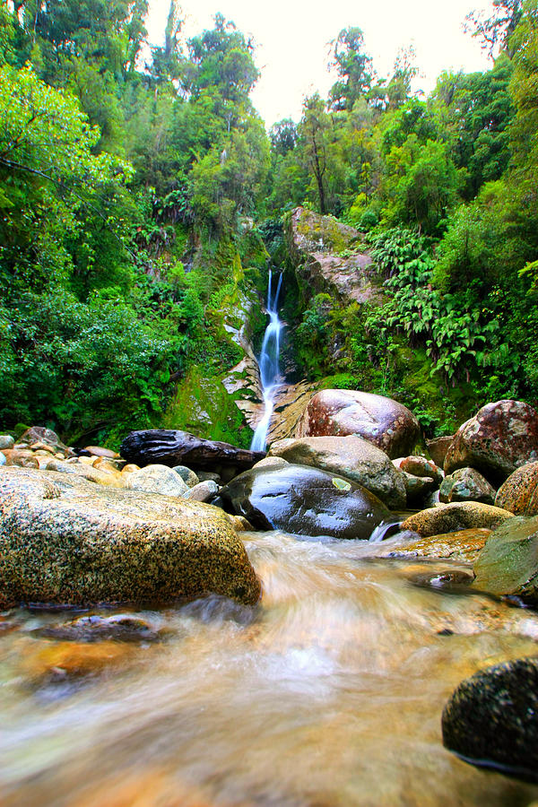 Rainforest Stream New Zealand Photograph by Amanda Stadther