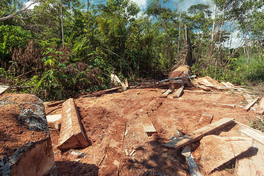 Rainforest Tree Cut For Planks Photograph by Dr Morley Read
