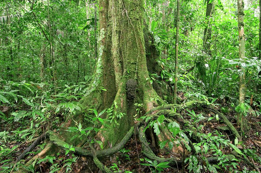 Rainforest Tree Roots Photograph by Sinclair Stammers/science Photo Library