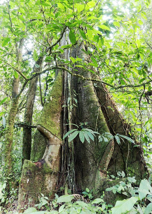 Jungle Photograph - Rainforest Tree With Roots by Dr Morley Read