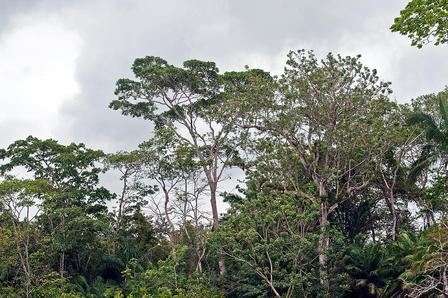 Rainforest trees in Panama Photograph by Marek Poplawski