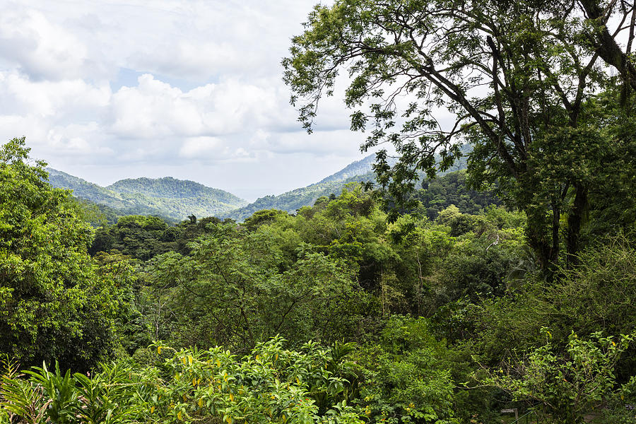 Rainforest Trinidad West Indies Photograph by Konrad Wothe