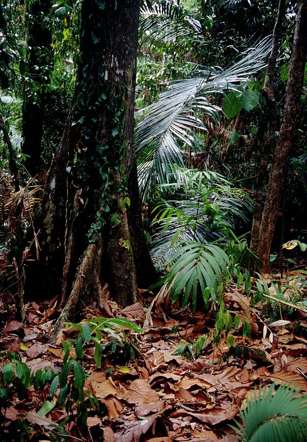 Rainforest Understorey Photograph by Jiri Loun/science Photo Library