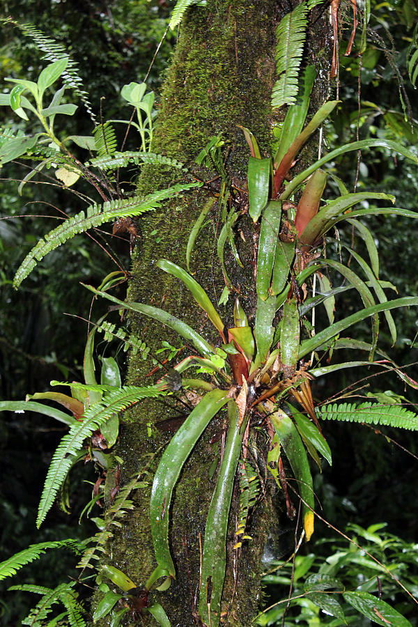 Jungle Photograph - Rainforest Vegetation by Lorraine Baum