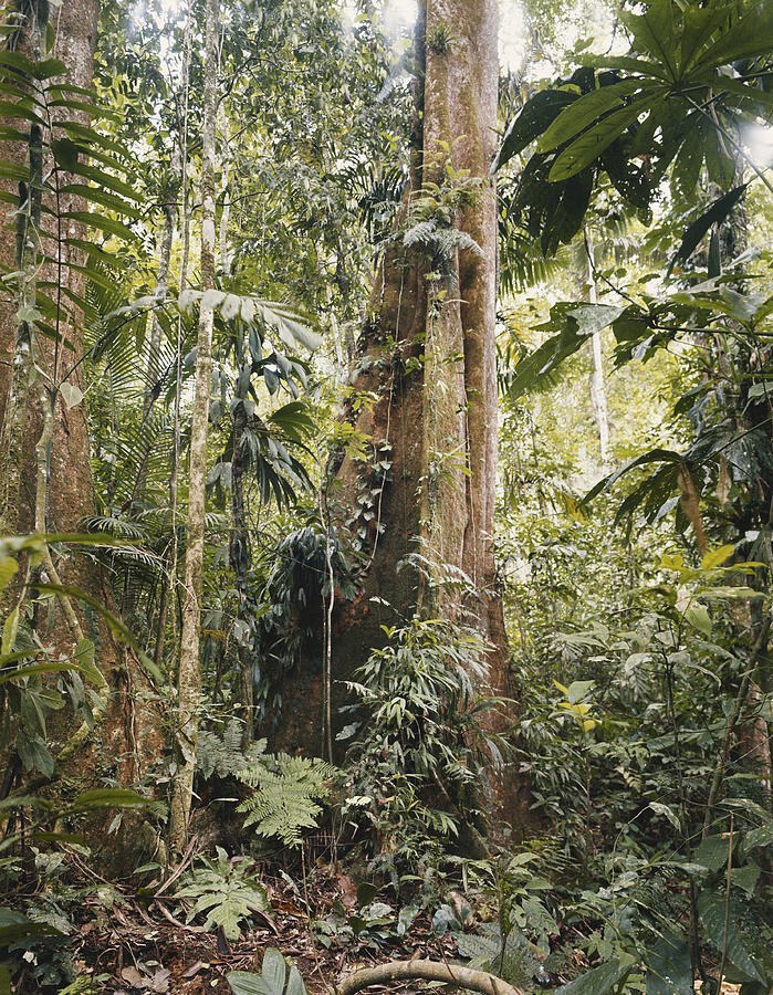 Rainforest, Venezuela Photograph by Karl Weidmann - Fine Art America