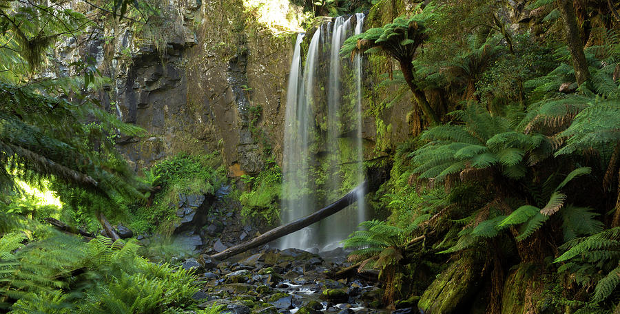 Rainforest Waterfall, Beech Forest Photograph by Chrisvankan