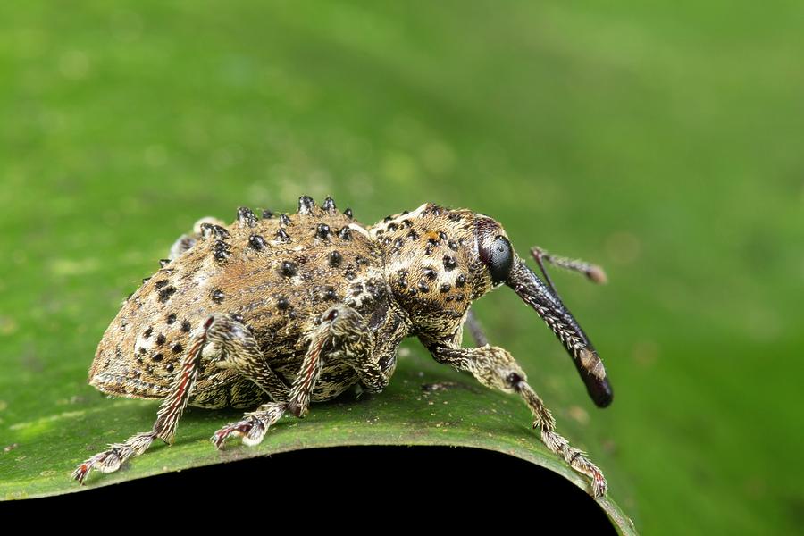 Rainforest Weevil On A Leaf Photograph by Dr Morley Read