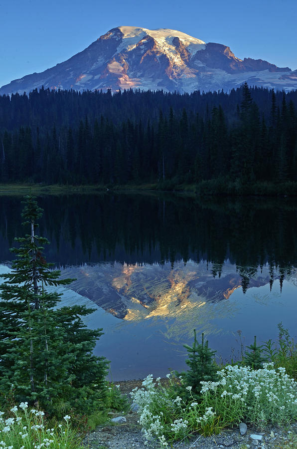 Mountain Photograph - Rainier Alpenglow by Eric Albright