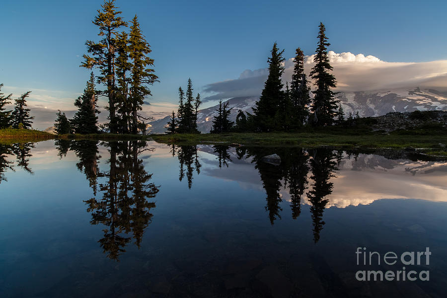 Tree Photograph - Rainier First Light by Mike Reid