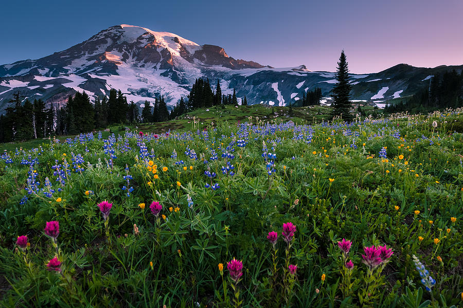 Mount Rainier National Park Photograph - Rainier Flowering Meadow by Dan Mihai
