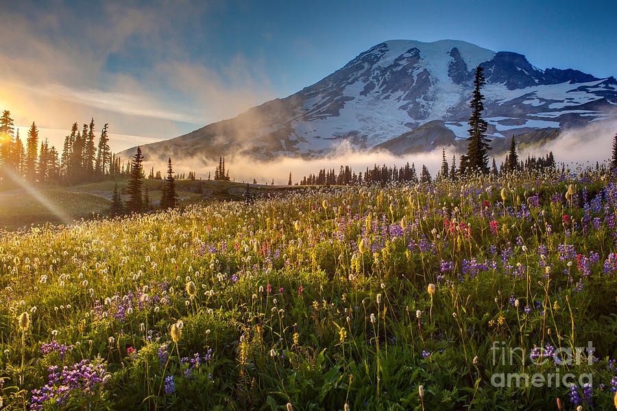 Flower Photograph - Mount Rainier Golden Sunlit Meadows by Mike Reid
