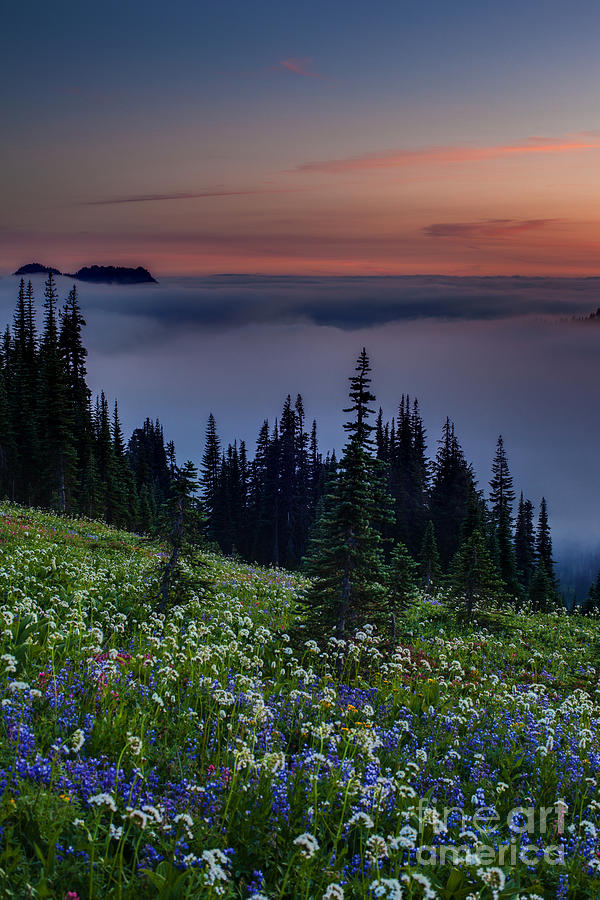 Mount Rainier National Park Photograph - Rainier Skyline Trail Sunset by Mike Reid