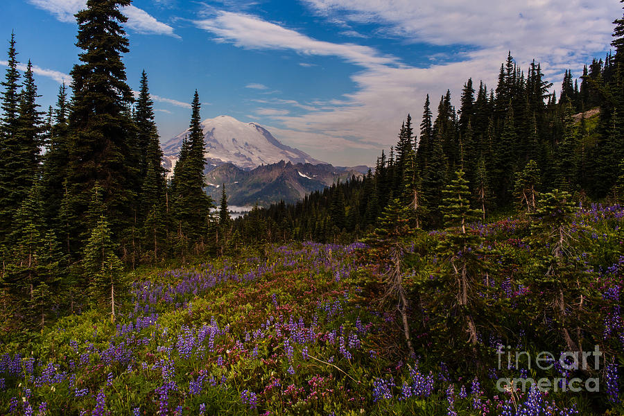 Mount Rainier Photograph - Rainier Tipsoo Wildflowers by Mike Reid