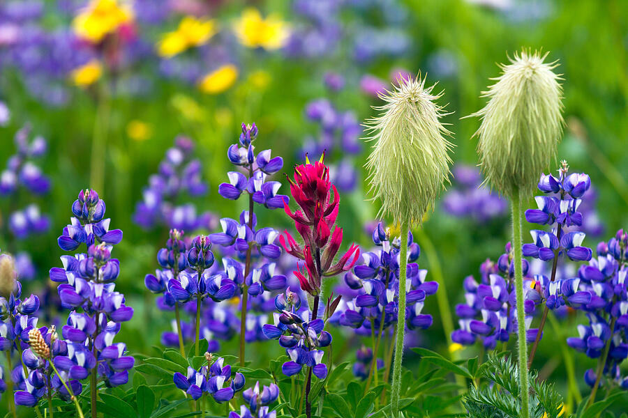 Rainier Wildflowers Photograph by Michael Russell