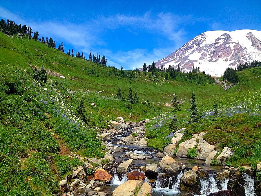 Rainier's Meadows Photograph by Whitney Nanamkin - Fine Art America