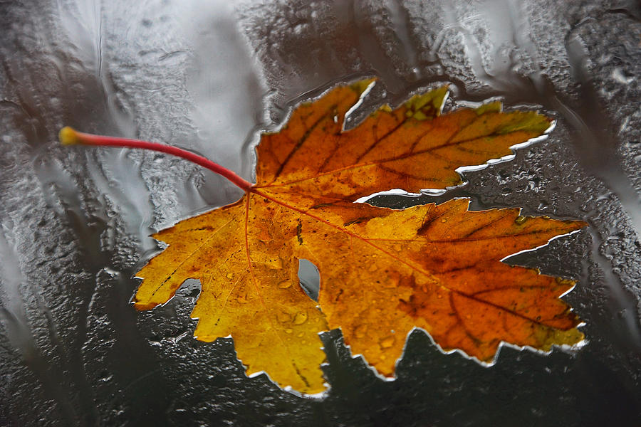 Raining Leaves Photograph by Leda Robertson
