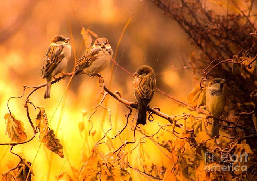 Sparrow Photograph - Raining Sparrows by Andrea Goodrich