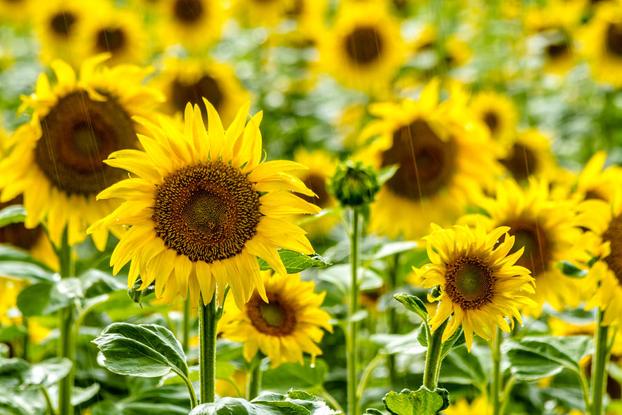 Raining Sunflowers Photograph by Teri Virbickis