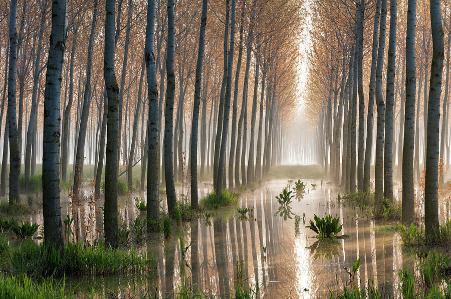 Rains Of Spring Photograph by Raffaele Spettoli