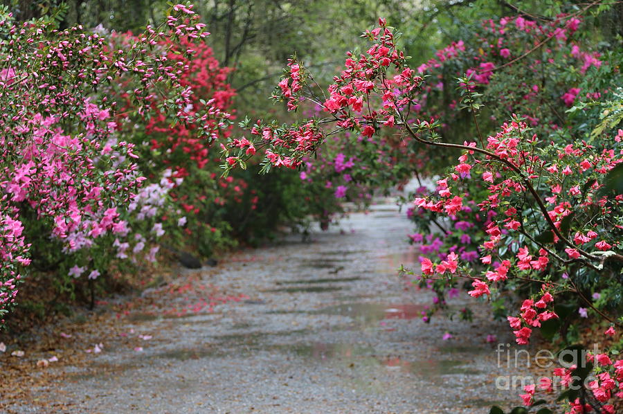Rainy Azalea Path Photograph by Carol Groenen
