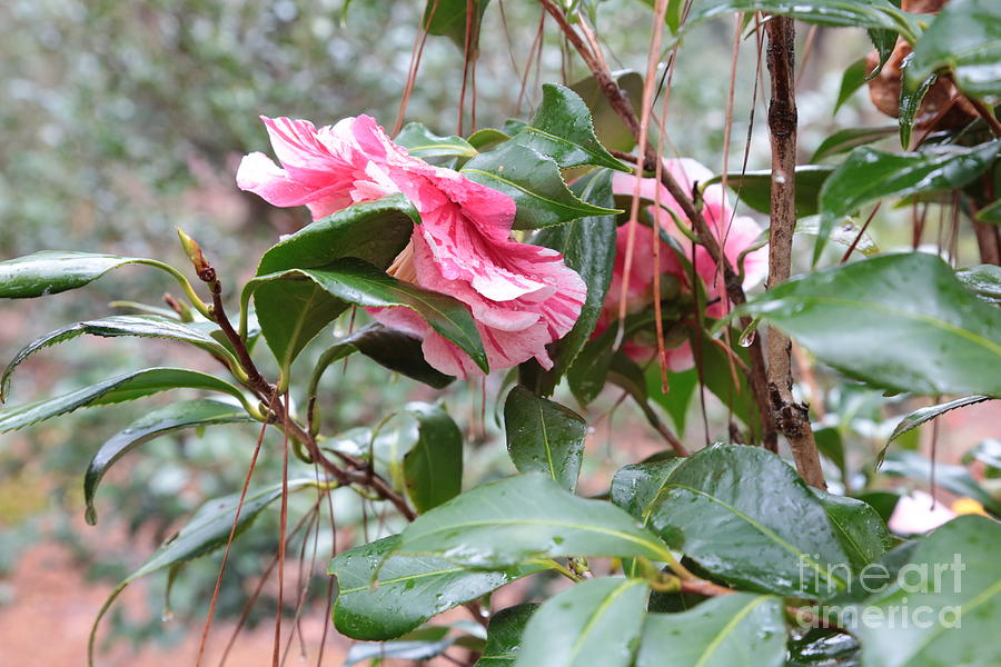 Rainy Camellias Photograph by Carol Groenen