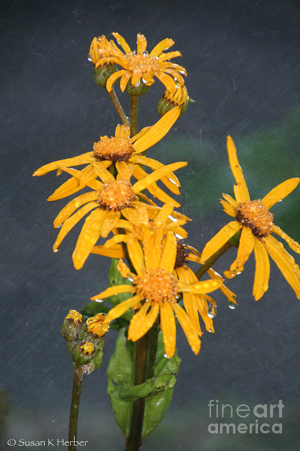 Rainy Daisy Photograph by Susan Herber
