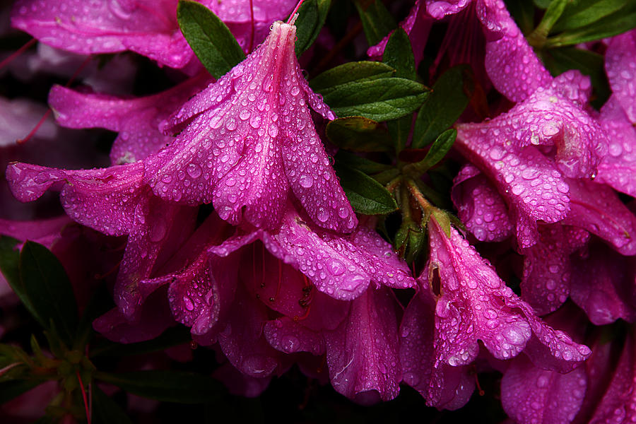 Rainy Day Azaleas Photograph by Michael Eingle