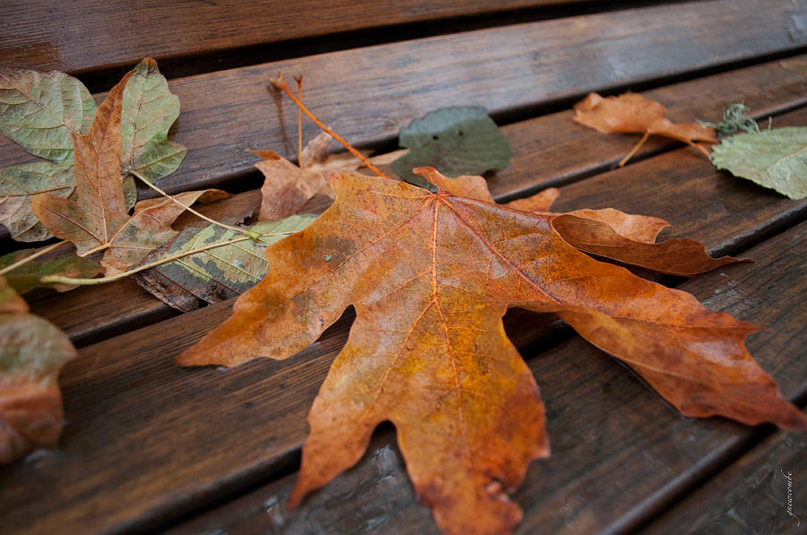 Fall Photograph - Rainy Day Bench by Gwyn Newcombe