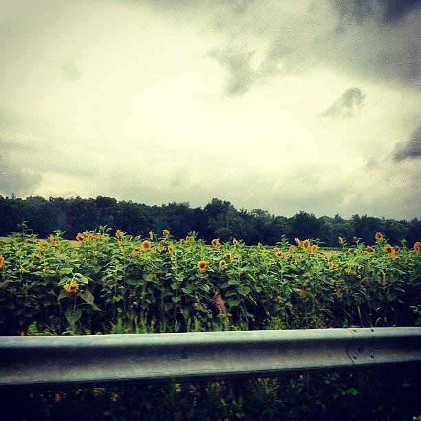 Rainy Day But The Sunflowers Still Look Photograph by Jordan Ferrante