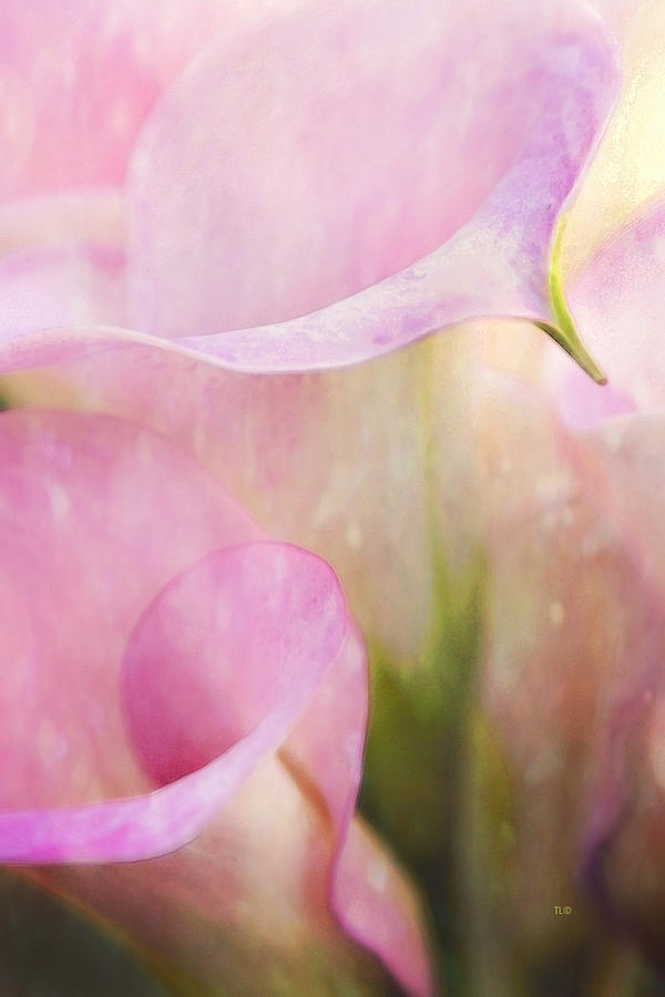 Rainy Day Calla Lilies  Photograph by Theresa Tahara