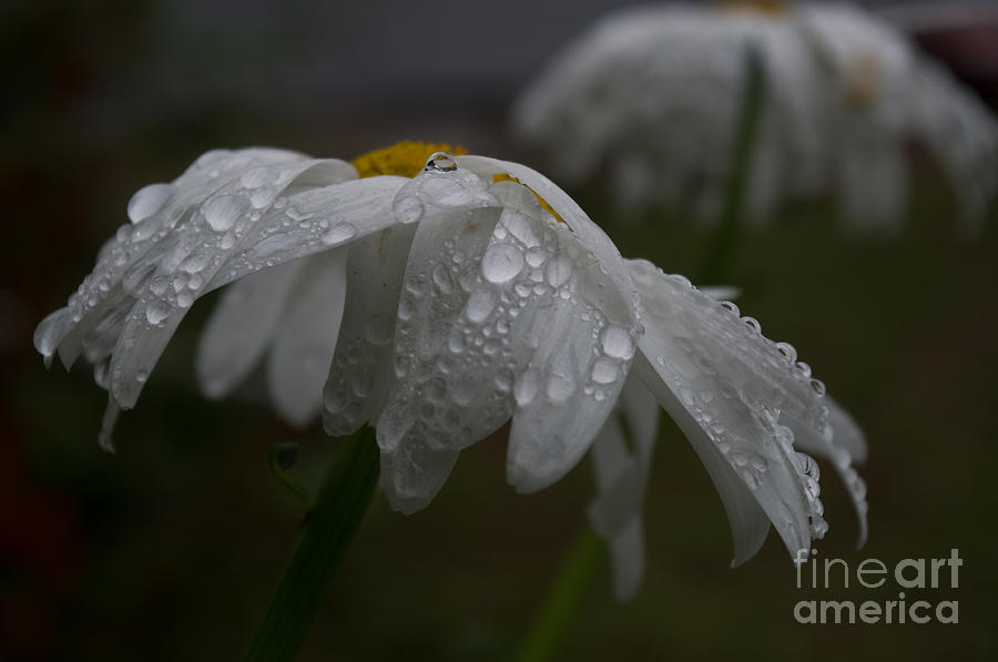 Rainy Day Daisies Photograph by Adria Trail