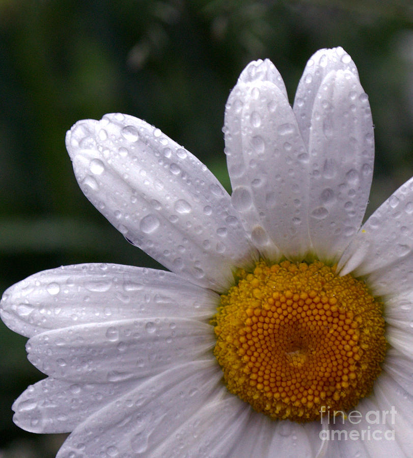 Rainy Day Daisy Photograph by Kevin Fortier