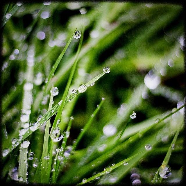 Igers Photograph - Rainy Day Grass. Bejeweled. #instagood by Kevin Smith