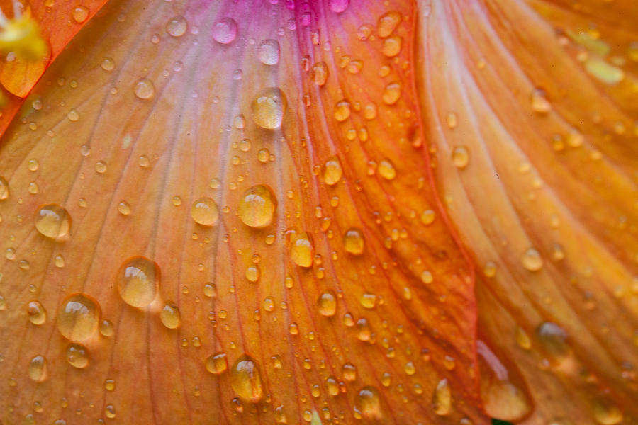 Rainy day hibiscus Photograph by W Chris Fooshee