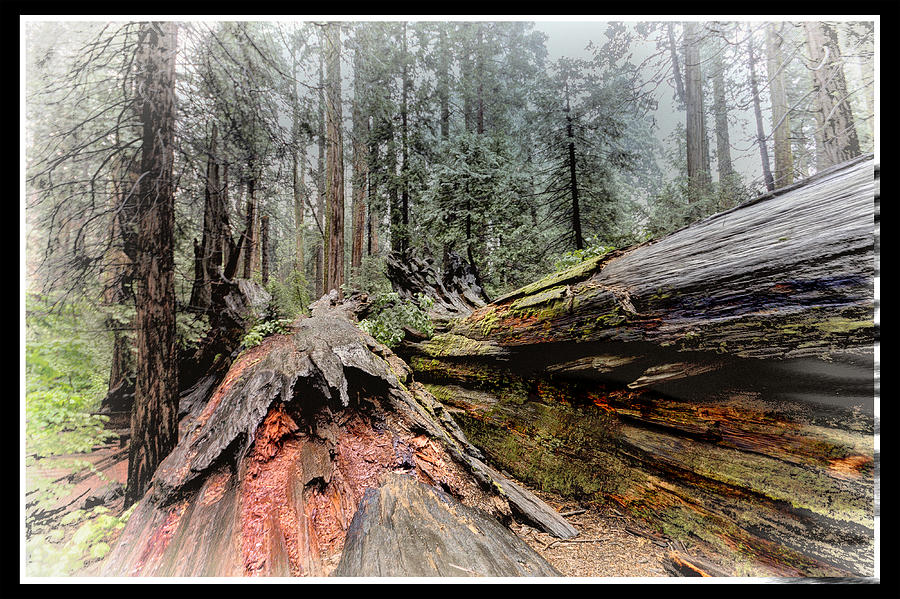 Rainy Day in Redwoods Digital Art by Georgianne Giese