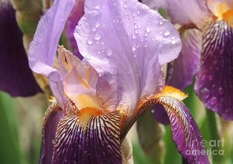 Iris Photograph - Rainy Day Iris by Pamela Rivera