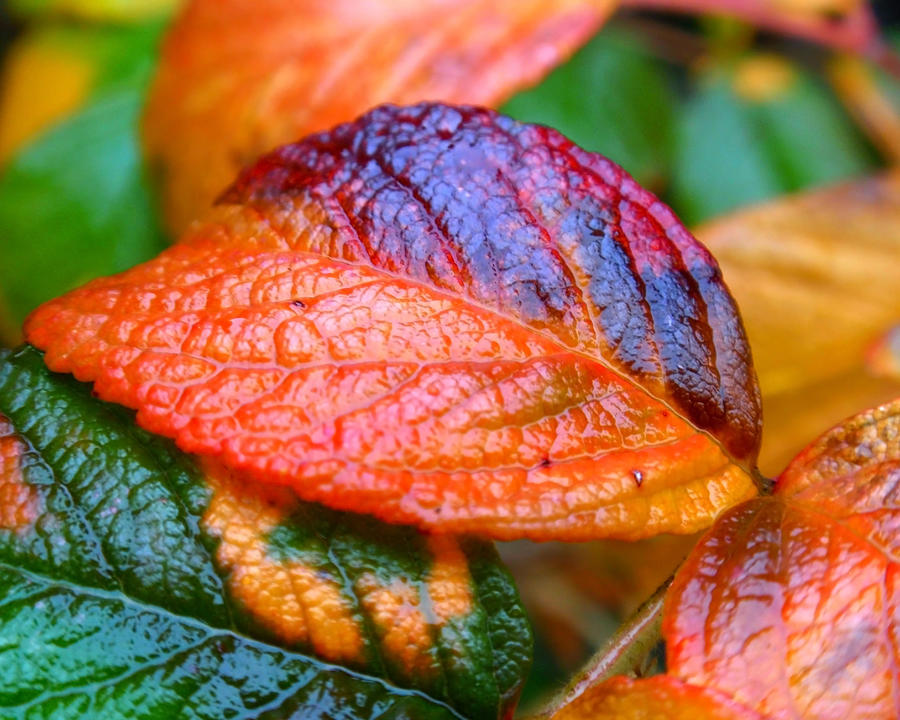 Rainy Day Leaves Photograph by Rona Black