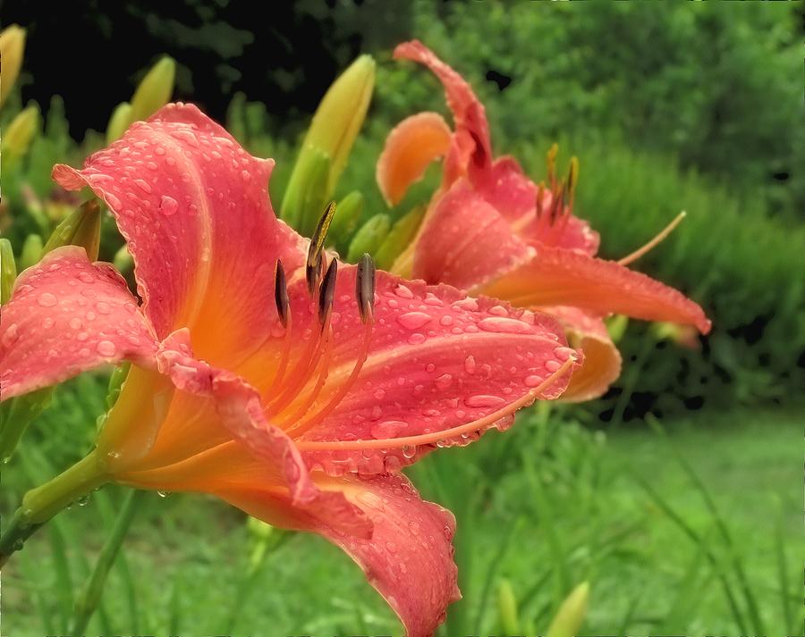 Summer Photograph - Rainy Day Lilies by MTBobbins Photography