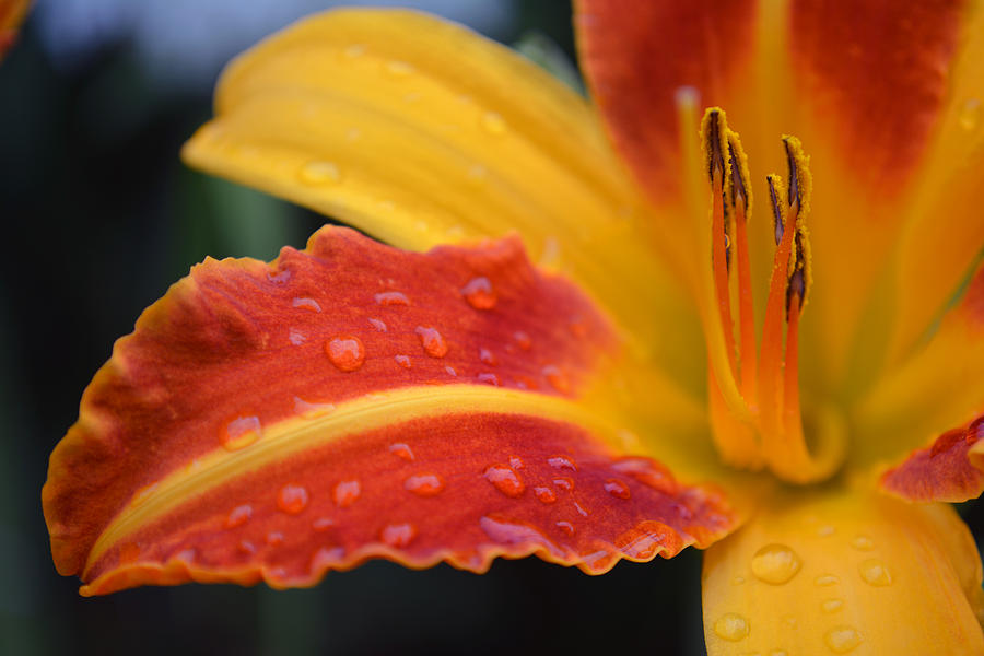 Rainy Day Lily Photograph by Forest Floor Photography