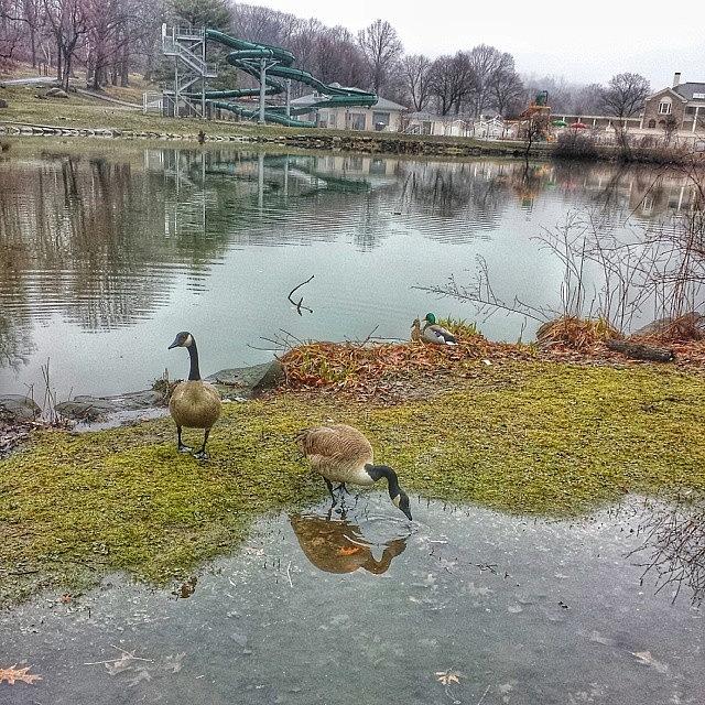 Geese Photograph - #rainy #day Means No #line At The by Antonio DeFeo