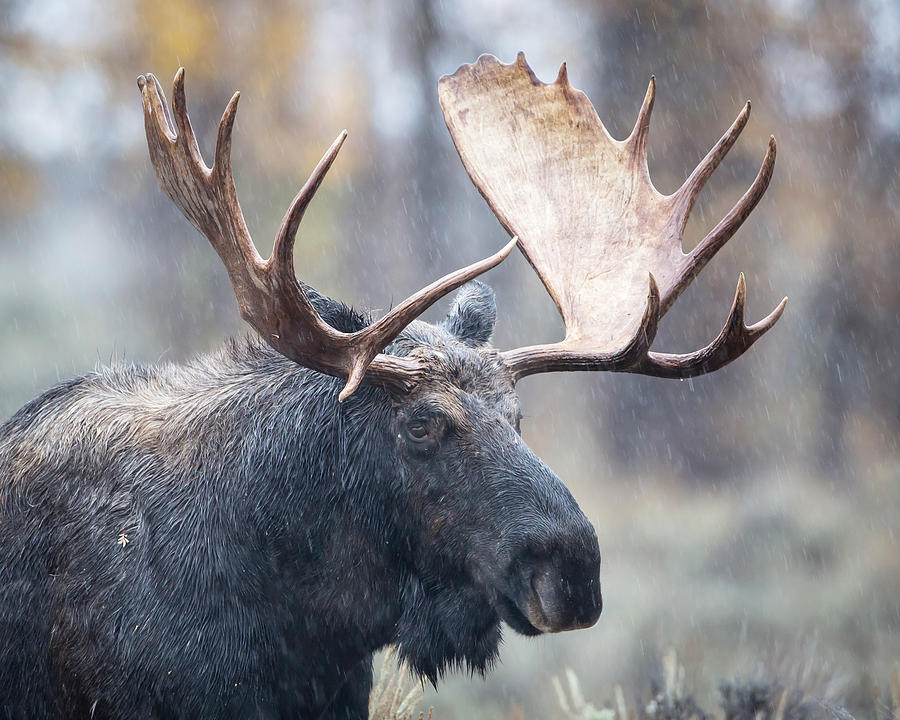 Rainy Day Moose Photograph by Jack Bell